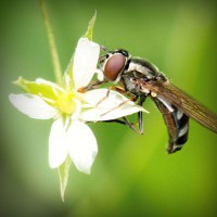 /album/bakonyaljaidozsa-hu/photolia-a02-jpg/