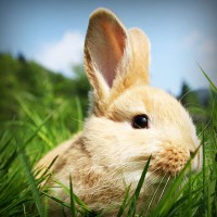 /album/bakonyaljaidozsa-hu/photolia-a03-jpg/